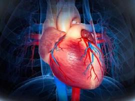 Cell: Breakthrough! Scientists have identified key genes that are expected to promote cardiomyocyte regeneration to form heart.